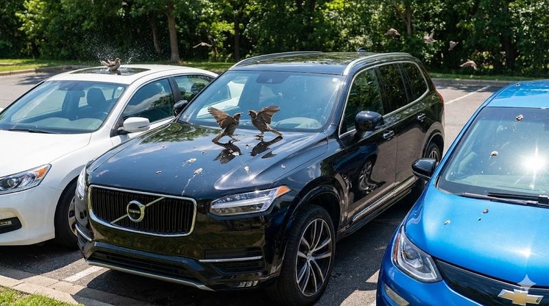 1.車に鳥のフンがつく理由とは